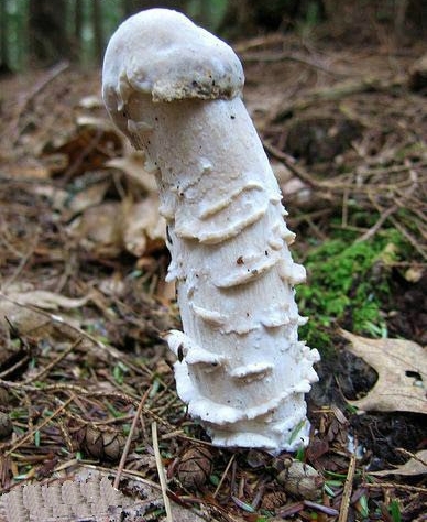 Mushrooms And Sex 79